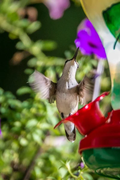 Ruby Vitstrupig Hummingbird Feeder — Stockfoto