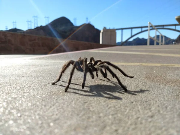 Tarantula Természetes Élőhely Theraphosidae Hoover Gát Nevada — Stock Fotó