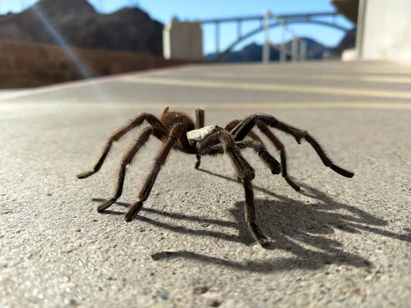 Tarantula Természetes Élőhely Theraphosidae Hoover Gát Nevada — Stock Fotó