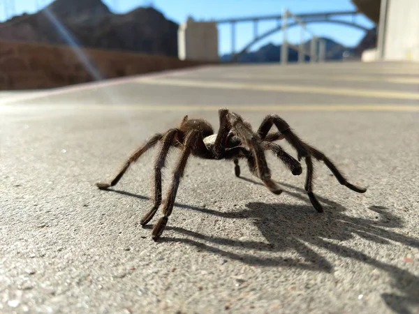 Tarantula Természetes Élőhely Theraphosidae Hoover Gát Nevada — Stock Fotó