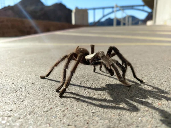 Tarantula Natural Habitat Theraphosidae Hoover Dam Nevada — Stock Photo, Image