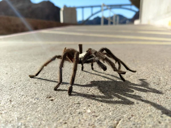 Tarantula Természetes Élőhely Theraphosidae Hoover Gát Nevada — Stock Fotó