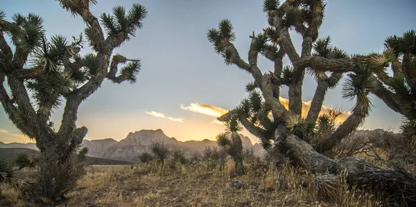 Red Rock Canyon Las Vegas Nevada Günbatımında — Stok fotoğraf