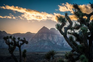 red rock canyon las vegas nevada yakınındaki çeşitli bitkiler