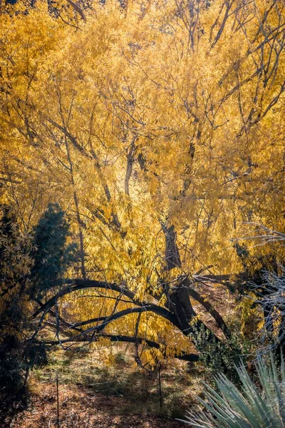 Autumnal Park Feuilles Arbres Automne Chute — Photo