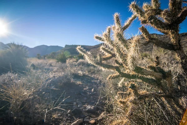 Red Rock Canyon Las Vegas Nevada Yakınındaki Çeşitli Bitkiler — Stok fotoğraf