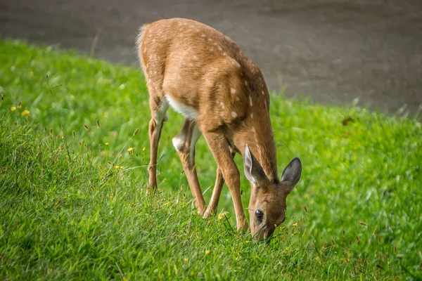 Wild Bembi Herten Fawn Voeden Een Weide Bergen — Stockfoto