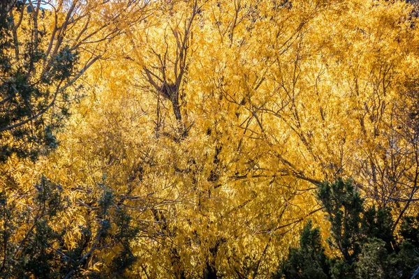 Parque Otoño Árboles Hojas Otoño Caída —  Fotos de Stock