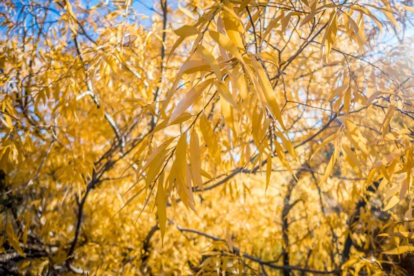 Őszi Park Őszi Fák Levelek Őszi — Stock Fotó