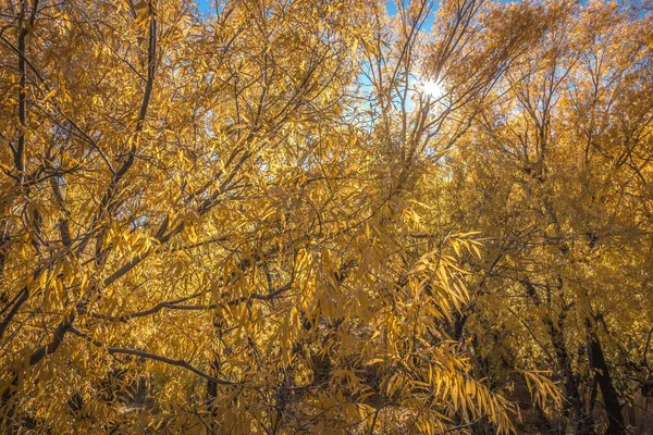 Herbstlicher Park Herbstbäume Und Blätter Herbst — Stockfoto