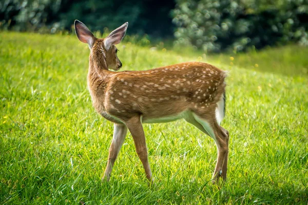 Wild Bembi Deer Fawn Feeding Meadow Mountains — Stock Photo, Image