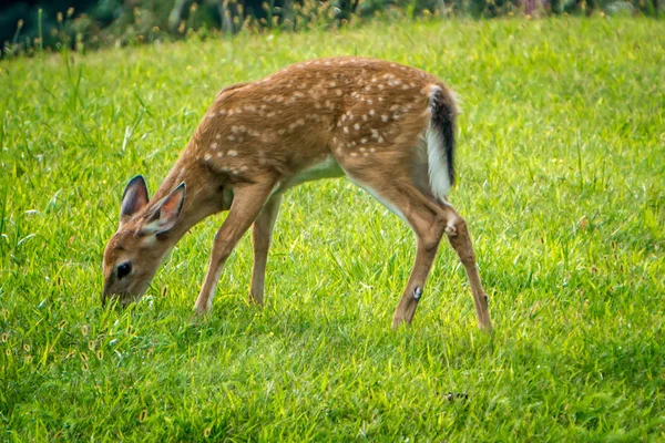 野生的本比鹿小鹿在山区的草地上觅食 — 图库照片