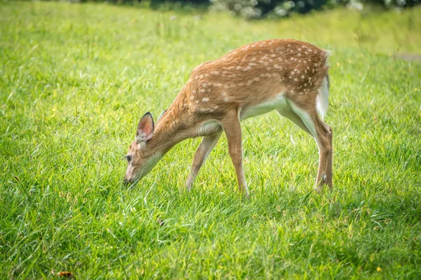 Wild Bembi Deer Fawn Feeding Meadow Mountains — Stock Photo, Image