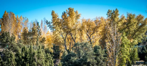 Jesienny Park Jesienią Drzew Liści Upadek — Zdjęcie stockowe