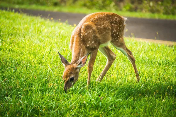 Wild Bembi Herten Fawn Voeden Een Weide Bergen — Stockfoto