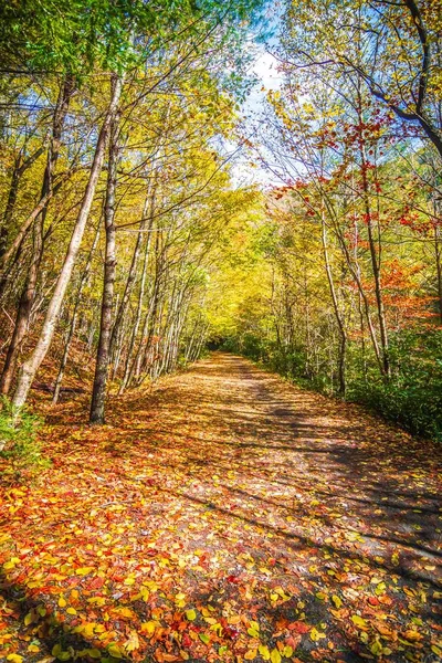 Malownicze Widoki Szlaku Virginia Creeper — Zdjęcie stockowe