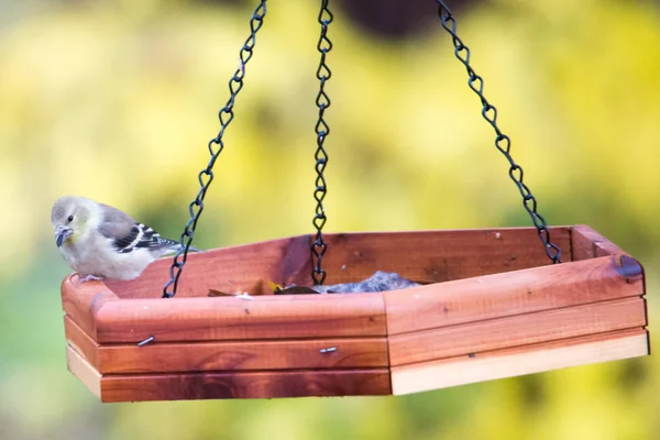 Black-capped Chickadee voeden met zaad — Stockfoto