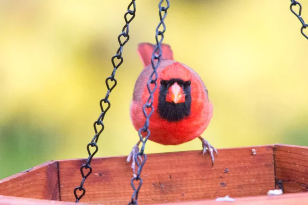 Roter Kardinal isst am Futterhäuschen — Stockfoto