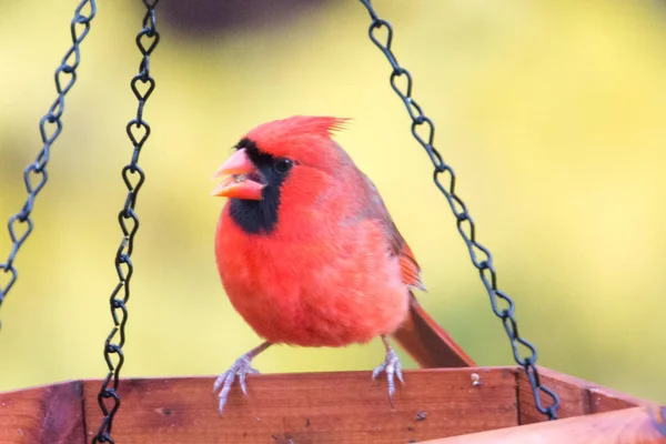 Красный кардинал ест в кормушке — стоковое фото