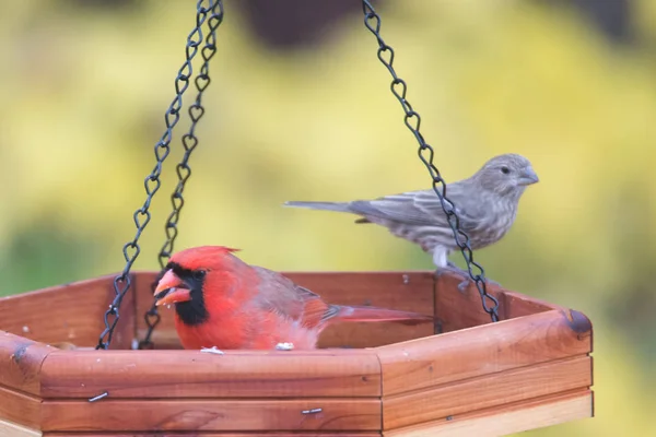 Red cardinal eating at the feeder — Stock Photo, Image