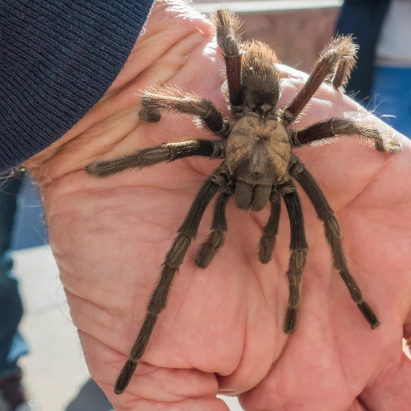 Tarantula, a természetes élőhely, Theraphosidae: hoover gát nevada — Stock Fotó