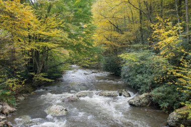 sonbaharda virginia creeper izi pitoresk sahne