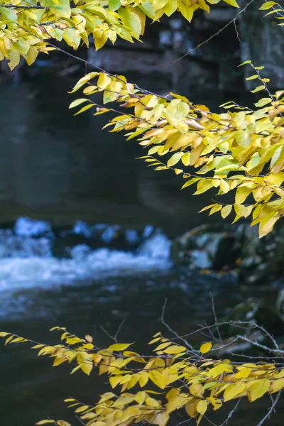 Views along virginia creeper trail during autumn — Stock Photo, Image