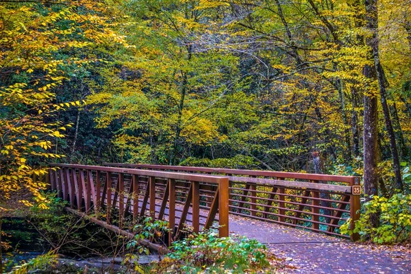 Sonbaharda virginia creeper iz boyunca manzarası — Stok fotoğraf