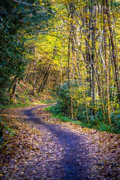 Views along virginia creeper trail during autumn