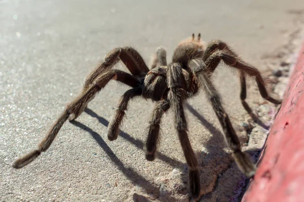 Tarântula em habitat natural, Theraphosidae em hoover dam nevada — Fotografia de Stock