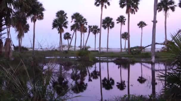 사우스 캐롤라이나에 아름다운 — 비디오