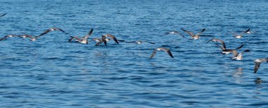 Doğu Greenwich Rho 'daki Greenwich Körfezi Liman Limanı üzerindeki martılar