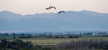 crane in flight over fields of montana