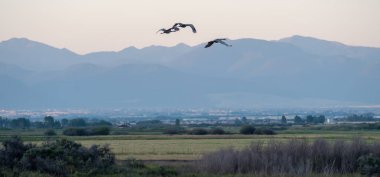 crane in flight over fields of montana clipart