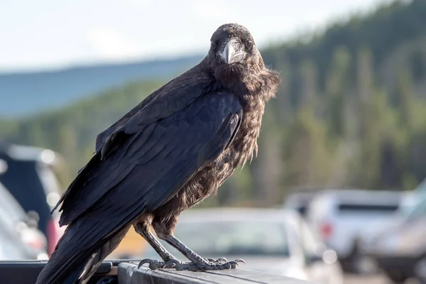 Corvo ou corvo empoleirado em veículo no parque — Fotografia de Stock