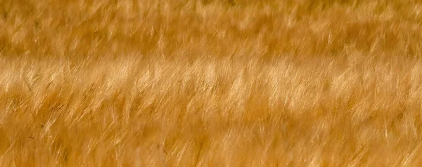 Campos de trigo de oro en el día soleado en Wyoming — Foto de Stock