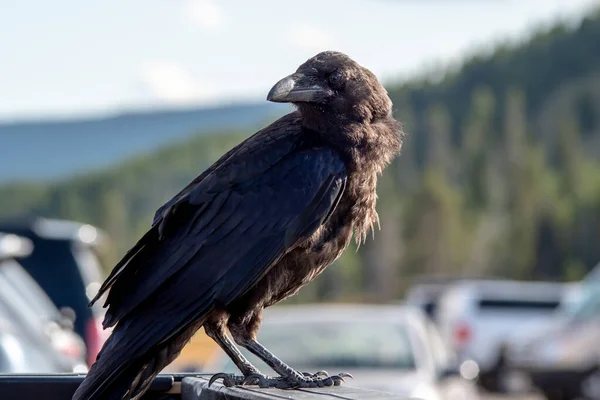 Corvo o corvo appollaiato sul veicolo nel parco — Foto Stock