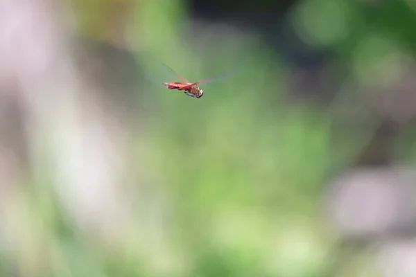 Dragonfly midair in flight over pond — Stock Photo, Image