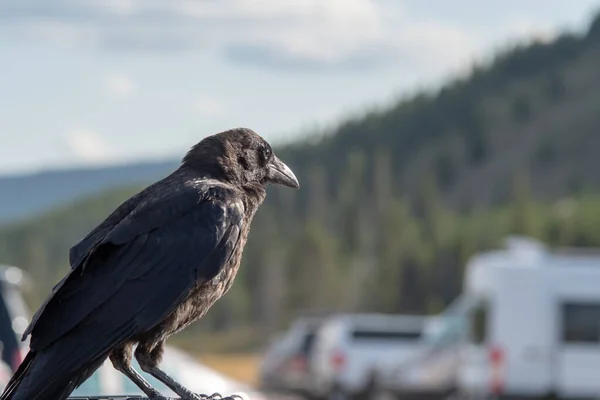 Ворон или ворон, сидящий на транспортном средстве в парке — стоковое фото