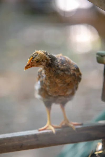 Minuscule poulet bébé dans poulailler — Photo