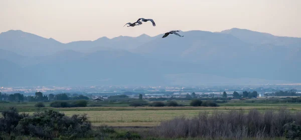 Crane in flight over fields of montana — Φωτογραφία Αρχείου