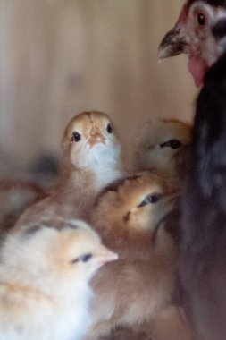 Anne tavuk ve yavru tavuklar. 