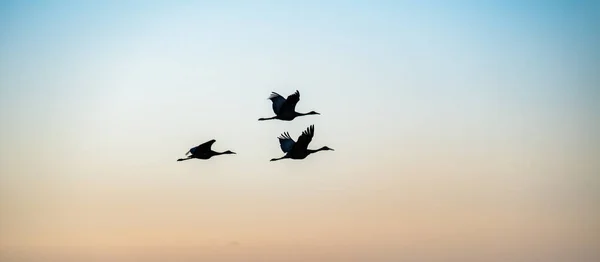 Grúa en vuelo sobre campos de montana — Foto de Stock