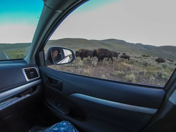 American Bison Grazing by Roadside With Passing Cars — Stock Photo, Image