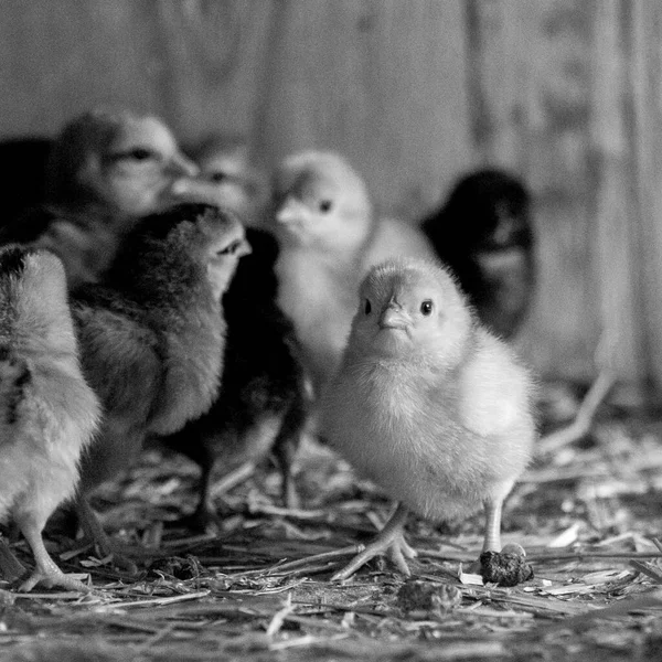 Tiny baby chicken in hen house — Stock Photo, Image