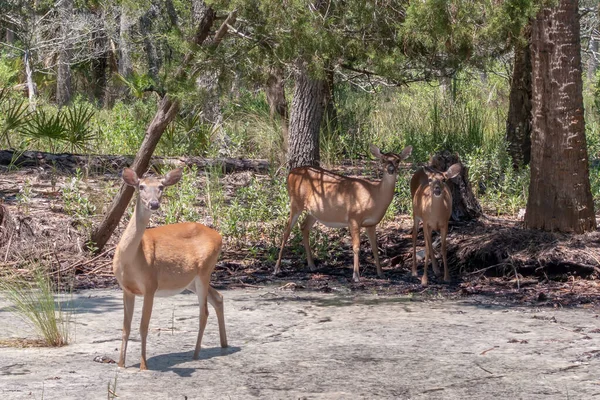 Weißschwanzhirsche in freier Wildbahn in Teichnähe — Stockfoto