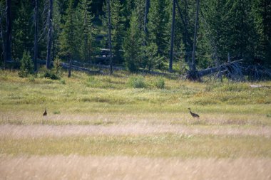 Yellowstone Ulusal Parkı çevresindeki görüntüler