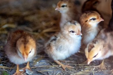 Anne tavuk ve yavru tavuklar. 