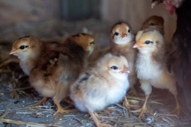 Anne tavuk ve yavru tavuklar. 