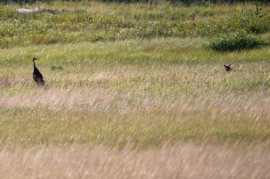 Turna yuvası Lamar Vadisi 'nde çakalların saldırısına uğradı.